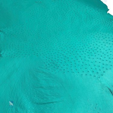 PREMIUM FULL-QUILL OSTRICH SKIN – CHIC TURQUOISE