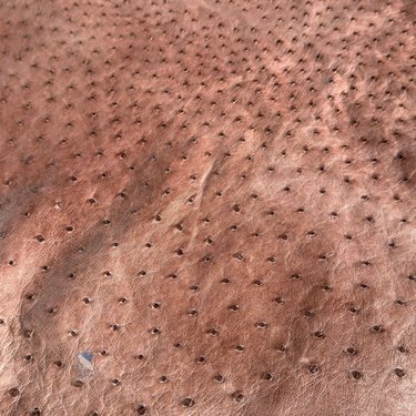 PREMIUM FULL-QUILL OSTRICH SKIN – POWERFUL DARK CHOCOLATE